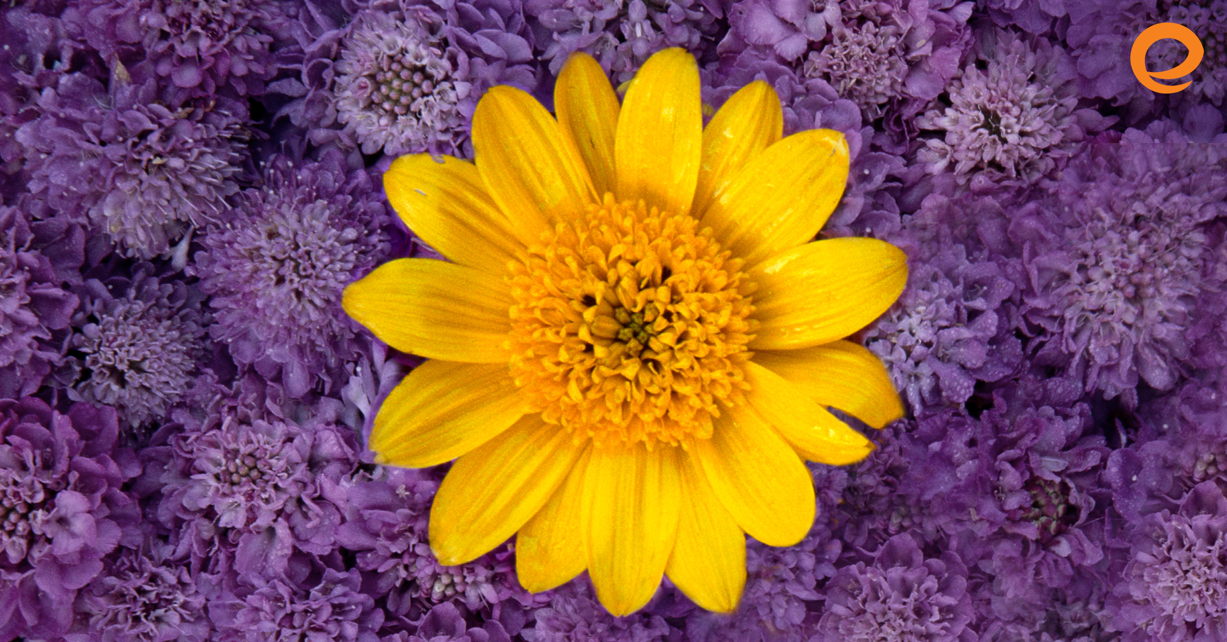 Stand Out in the Spring Housing Market with One Easy Step
