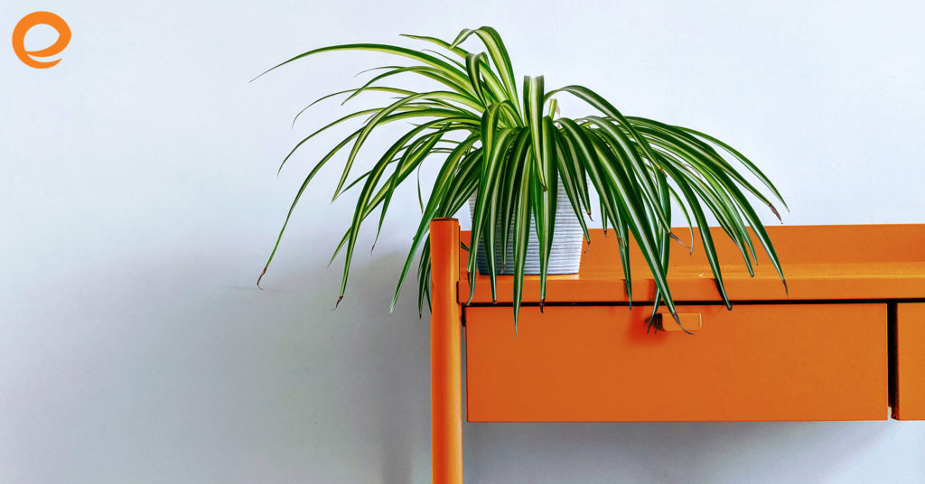 8 Pet-Friendly House Plants to Keep Dogs and Cats Safe