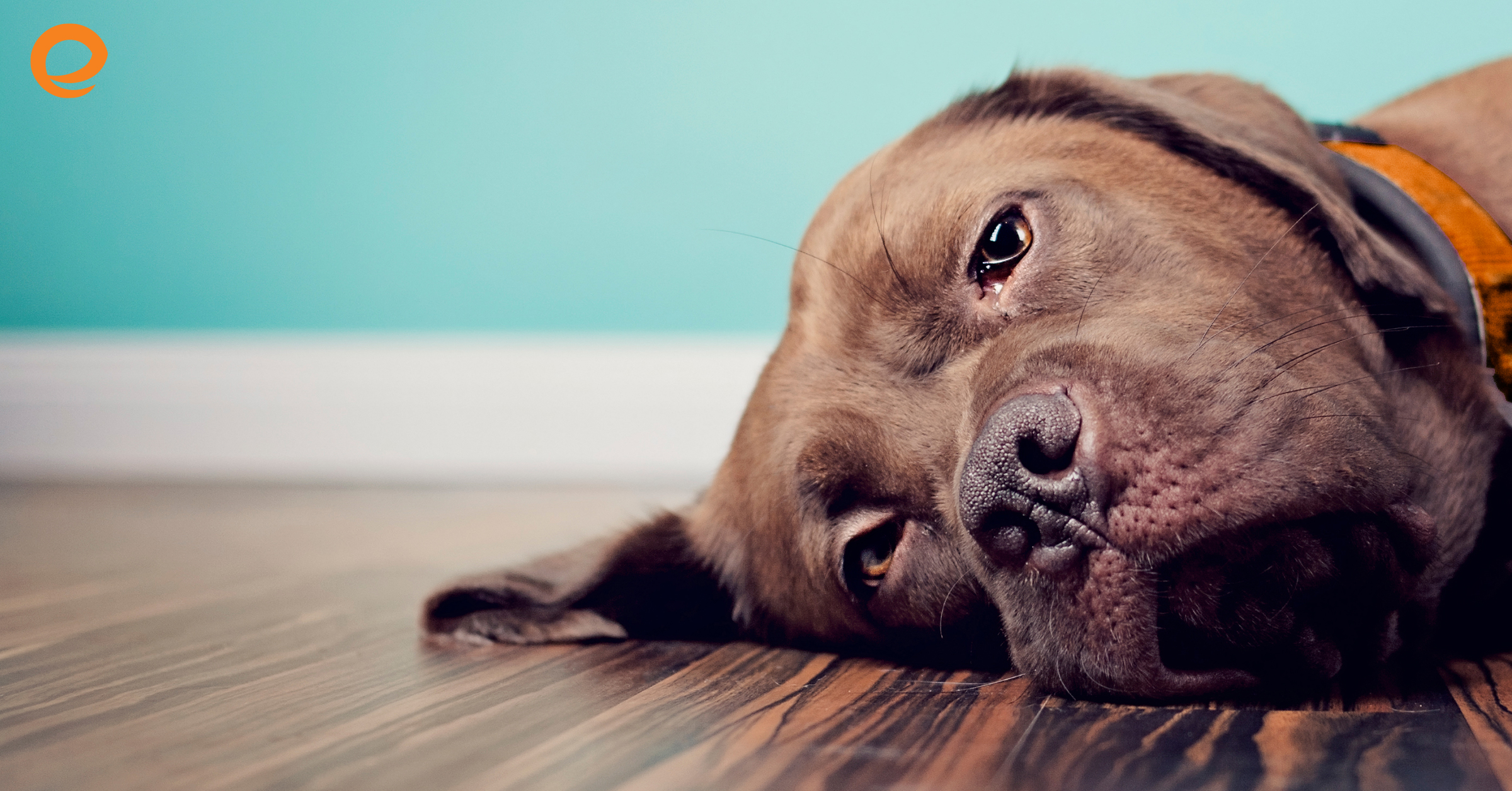 Heading Back to Work or School? How to Help Your Pet Adjust