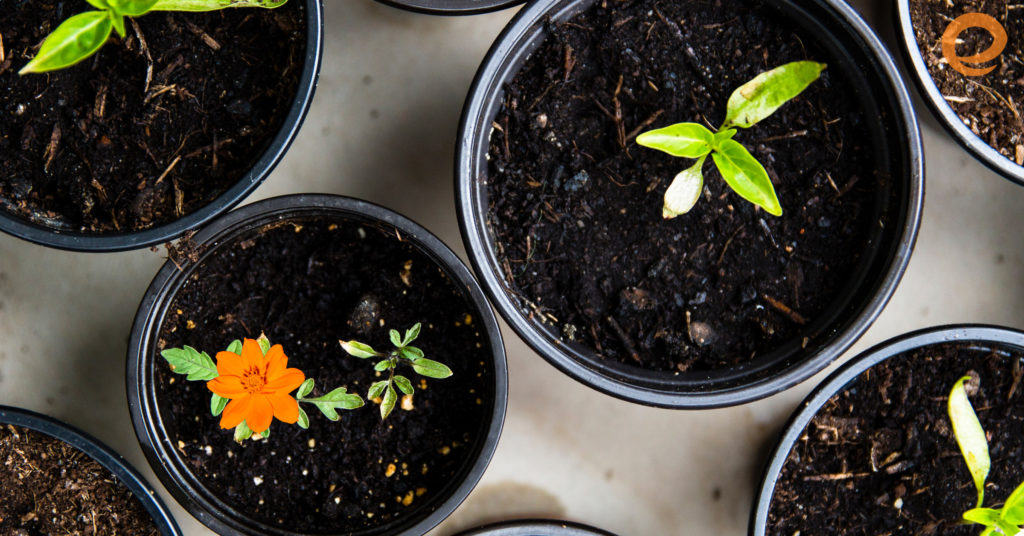 When to Start Your Spring Garden (and the Veggies You Should Start With)
