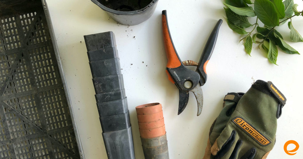 Blog_July_20_Gardening_Tips_Rectangle Tips For New Gardeners