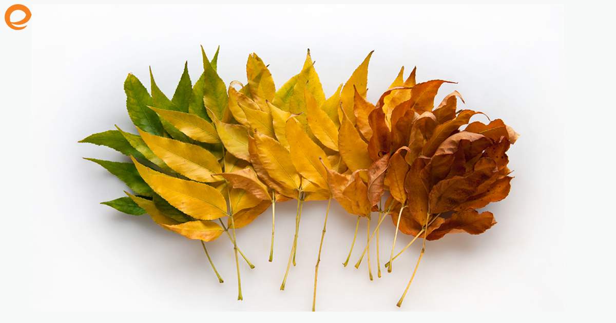 Fall leaves