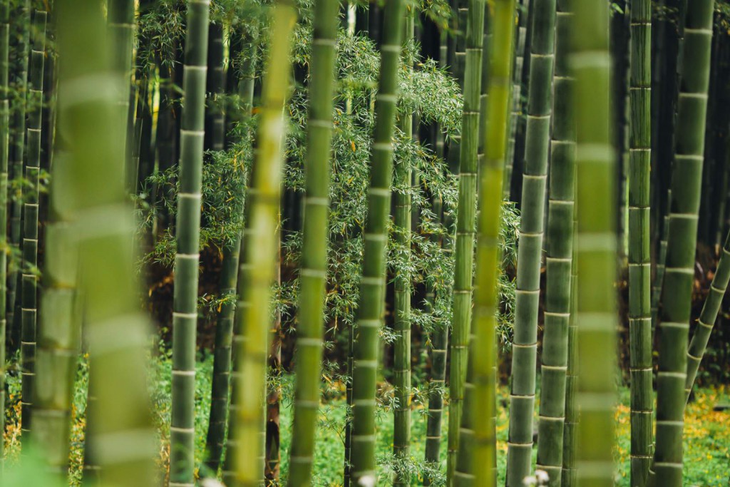 Bamboo Bamboo forest